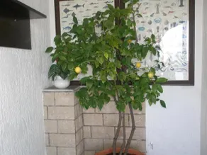 Guesthouse Hacijenda - Image 2