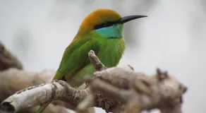 Sarath Home Stay & Safari - Image 3