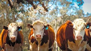 Mallum Creek Farm Stay - Image 2