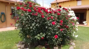 Casa Constanza - Image 5