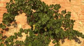 Podere Mieli - Image 2