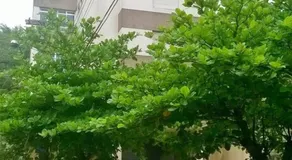 Apartamento Edificio Arpoador (Praias Asturias-Tombo) - Image 2