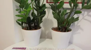 White Apartment - Image 5