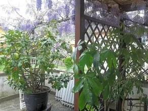 B&B Il Ghiro - Image 5