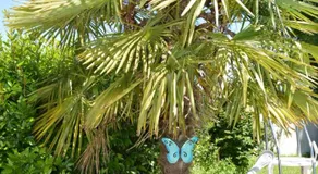 Les Papillon - Butterfly - Image 5