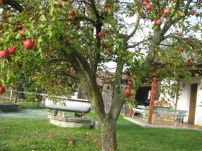 Country Cottage Koza - Image 4