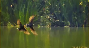 Brook Meadow - Image 2
