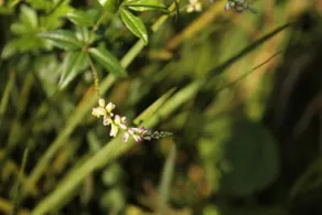 Ranchitos Del Quetzal - Image 2