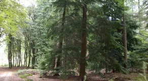 Een OASE op de Veluwe - Image 4