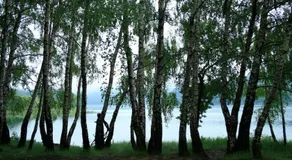 Apartment Gordana A4+2 For 6 Pax Nature Park - Image 5