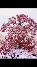 HARBIN SNOW VALLEY JIAXIN RESORT - Image 2