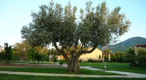 Cosmos Resort - Image 5