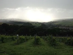 Holmfirth Vineyard - Image 5