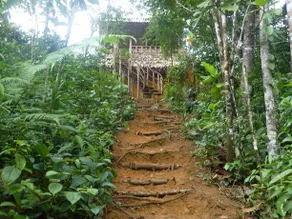 Sinharaja Adventure Resort - Image 3