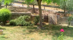 Il girasole - Image 4