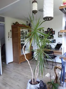 Teunisbloem - Image 3