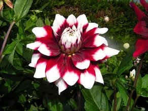 B&B Berkenrode - Image 2
