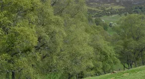 Howe of Torbeg - Image 2