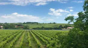 LOFT SPACIEUX - VUE SUR VIGNOBLE - 100m2 - CALME - Image 4