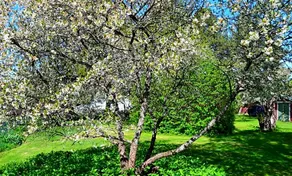 Brunnbacks Bed & Breakfast Dalarna - Image 4