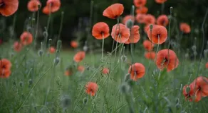 Beeldend Buiten - Image 5