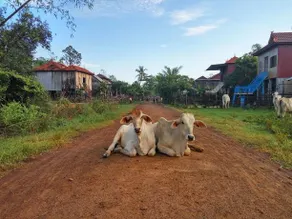 OBT Homestay Chiro - Image 3