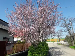 Miceklak - Image 4