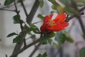 Artemisia - Image 3