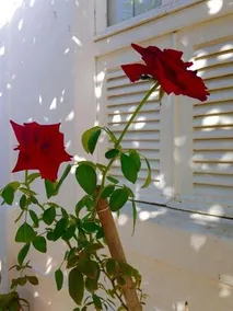 Suite Jardim Beira Mar - Image 2