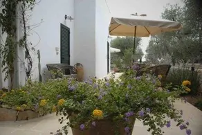 B&B Quasimare - Image 2