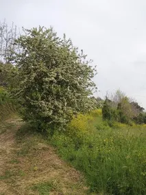 Bouganville B&B - Image 5
