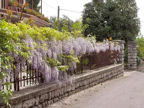 B&B il Glicine - Image 5