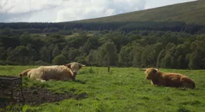 The Glen - Image 4