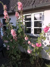Aasesminde - Image 2
