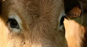 Petit gite a la ferme - Image 2