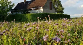 Ferienhaus Gransee Unmittelbar Am Stechlinsee - Radweg - Image 3
