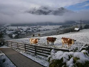 Pension Mitteregg - Image 4