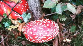 B&B De Wensput - Image 2