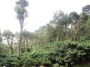 Aanchal Estate Stay - Image 5