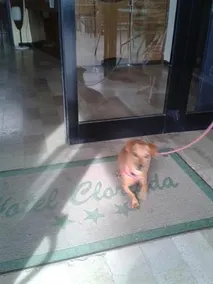 Clorinda - Image 3