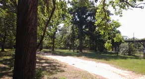 Christmas Tree Farm with Bed and Breakfast accommodations located on a 12 acre propertyin the Peaceful Countryside between Bryan and Hearne Tx - Image 2