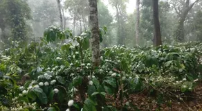 Robin Woods Homestay - Image 2