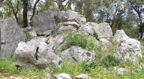 Jungle House - Image 5