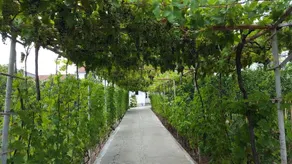 Draskovic's House - Image 5