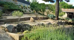 Saint Bernard - Image 5