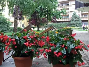 Viola Apartman - Image 4