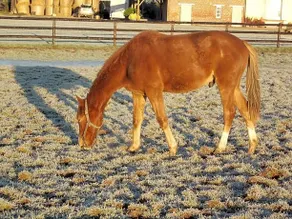 B&B Haras De La Cour Fleury - Image 2