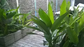 Danau Poso Guest House - Image 5