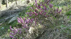 Apart Lutz - Image 2