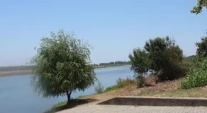 Olive View - Image 5